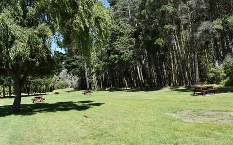 Open grassed picnic area with tables and tall trees