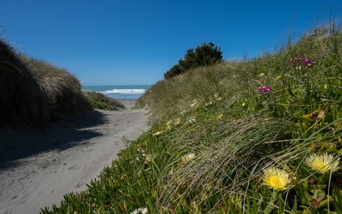 Sandy beach path through dunes with flowering coastal plants and ocean