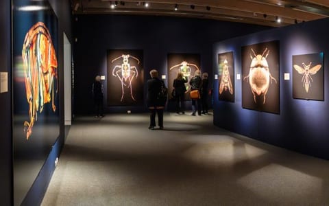 Dark gallery space with large backlit insect artworks on blue-black walls
