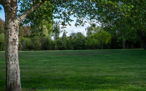 Open grass lawn with trees and picnic tables beside a path