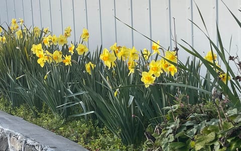 Garden border with yellow flowers and stone retaining wall