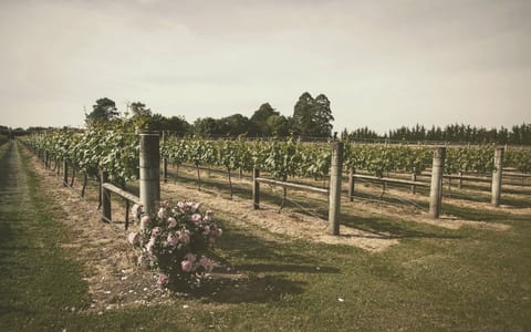 Vineyard rows with a rose bush in the foreground