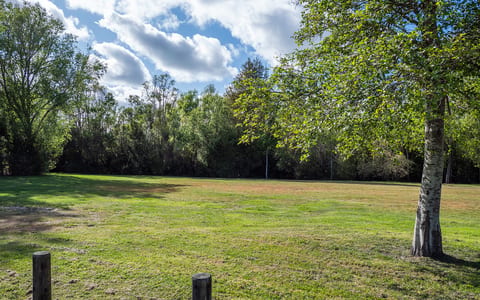 Grassy park clearing with trees and a path at the edge