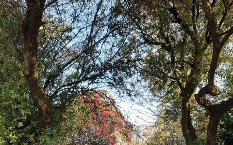 White timber gates opening to a tree-lined driveway with flowering shrubs and foliage