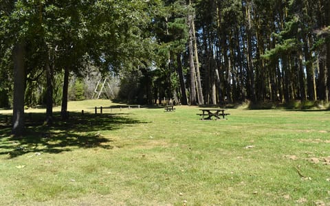 Grassed picnic area with tables set among tall trees