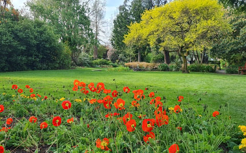 Garden lawn bordered by flowering beds and mature trees in spring colour