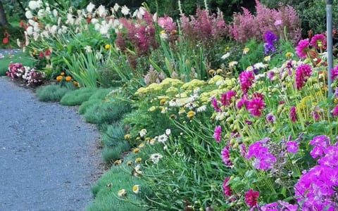 Mixed coloured flowering garden border beside a gravel path
