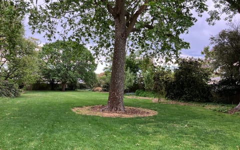 Open park lawn with a mature tree and surrounding gardens