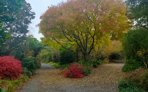Garden path with autumn-coloured trees and shrubs