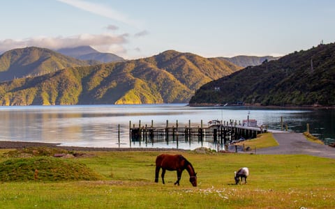 Calm bay view with horses grazing on lawn, jetty and hill backdrop