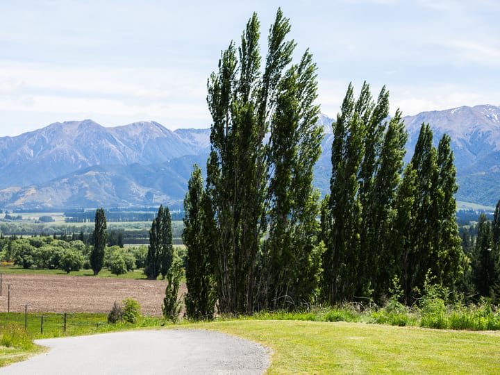 Driveway lined with tall trees with mountains and farmland in the background