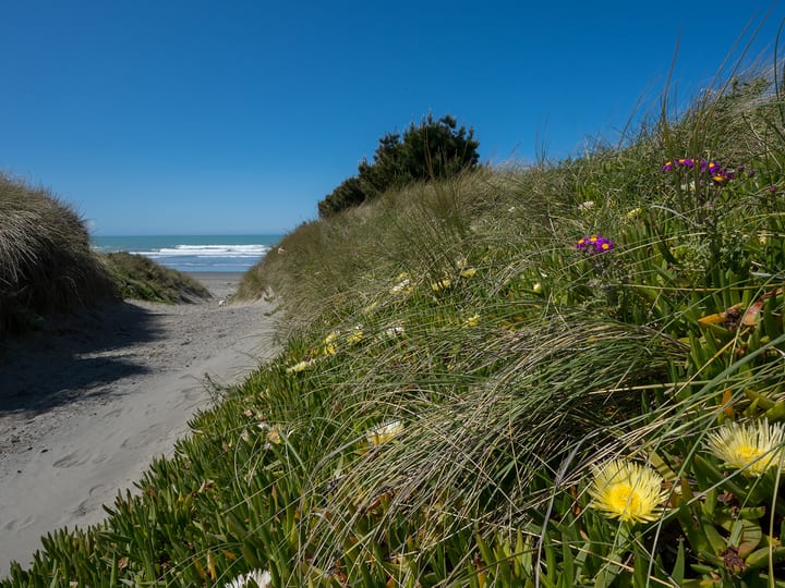 Sandy beach path through dunes with flowering coastal plants and ocean