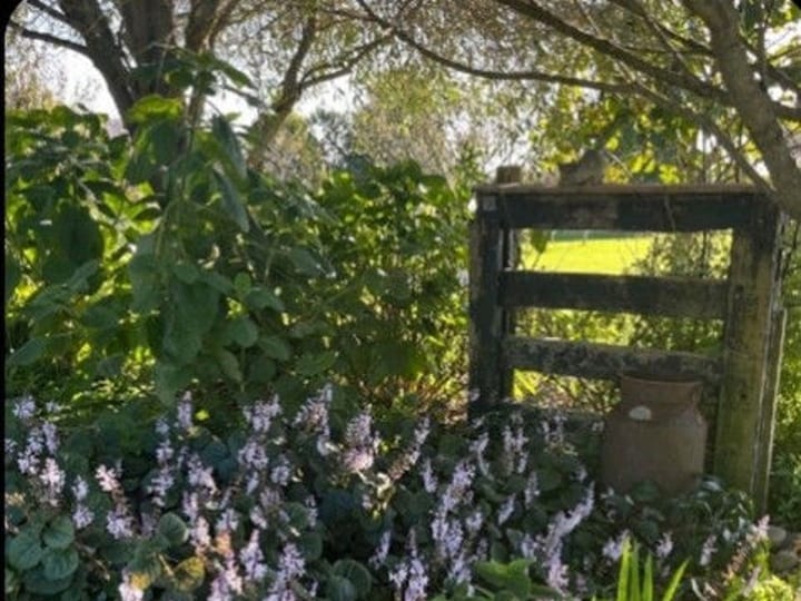 Garden area with flowering plants and timber gate structure