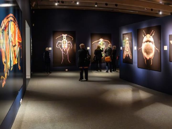 Dark gallery space with large backlit insect artworks on blue-black walls