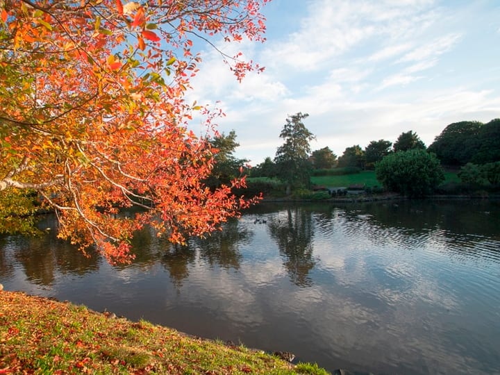 Lake edge with autumn-coloured tree, garden in background