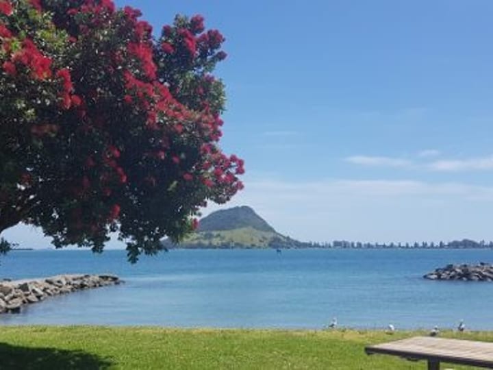 Grounds and building exterior seen from park with flowering tree