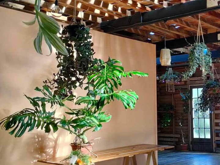 Timber-clad barn interior with exposed rafters, hanging plants and pallet wall feature