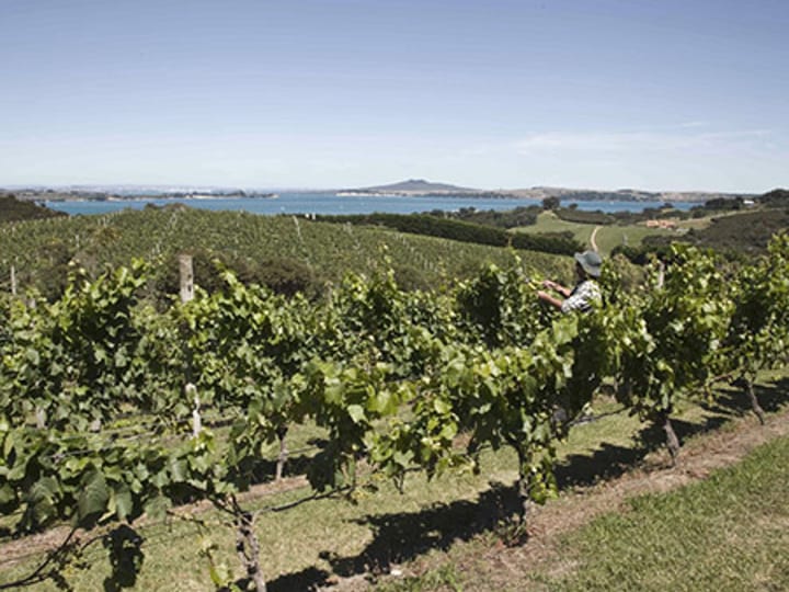 Vineyard rows with harbour and islands visible in background