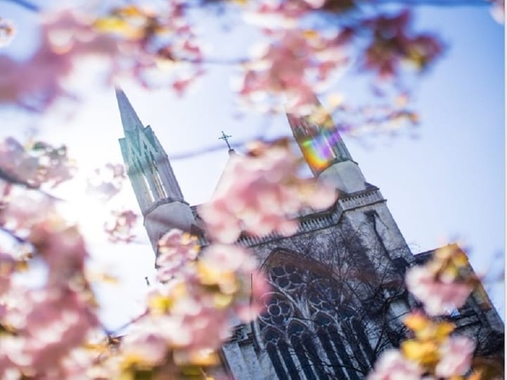 Cathedral spires visible through blossoming trees in spring