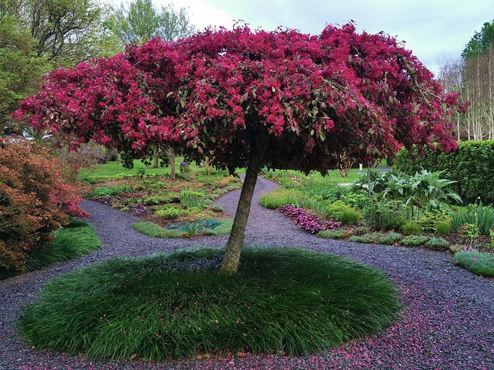 Flowering tree with pink-red blooms over gravel garden path