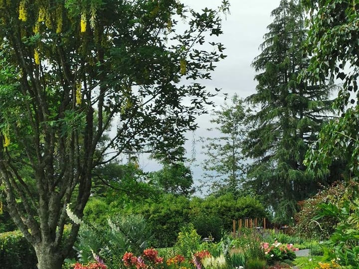 Mixed garden border with flowers and large-leafed planting in summer