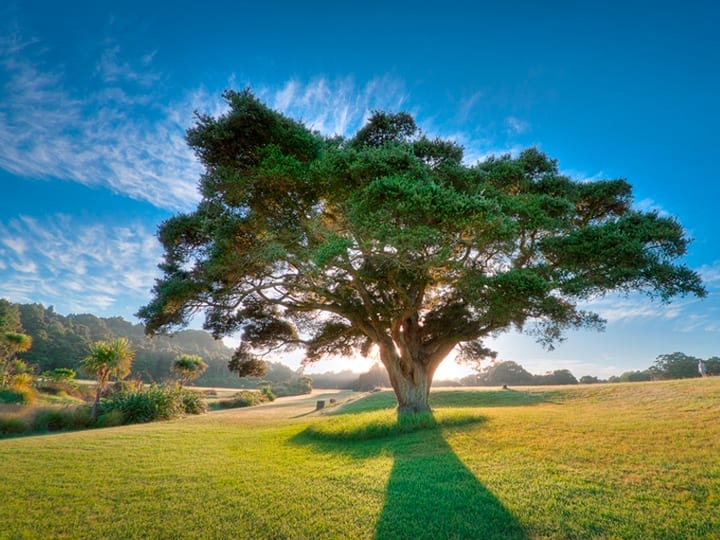 Large spreading tree in open lawn with light streaming through