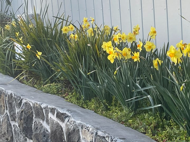 Garden border with yellow flowers and stone retaining wall