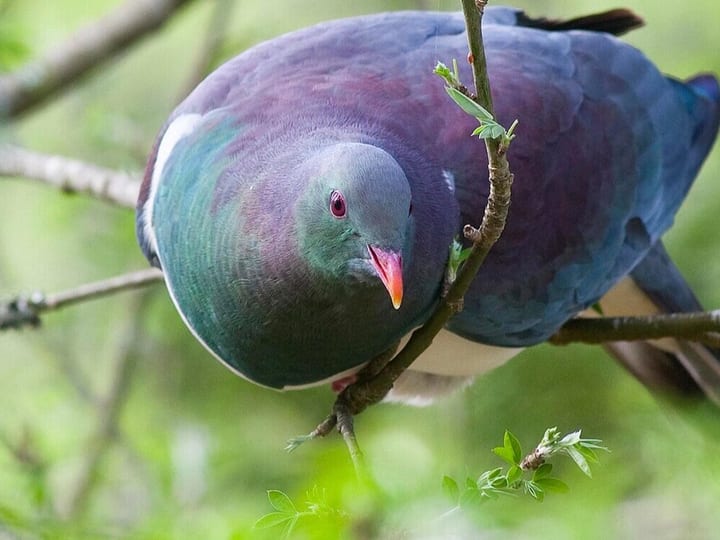 Native bird perched on branch among green leaves