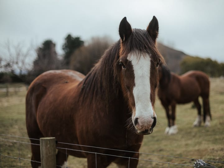 Two horses in a fenced paddock with hills visible in the background
