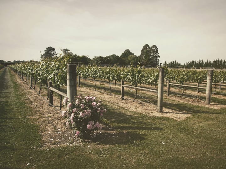 Vineyard rows with a rose bush in the foreground