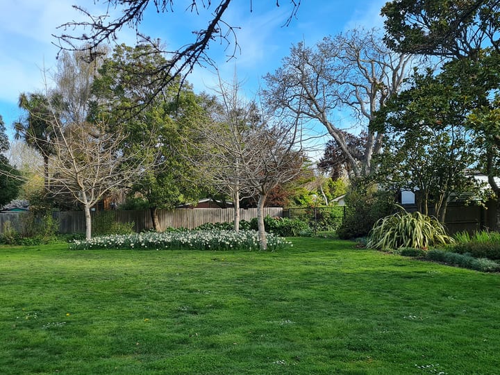 Grassed garden lawn area surrounded by trees and garden borders