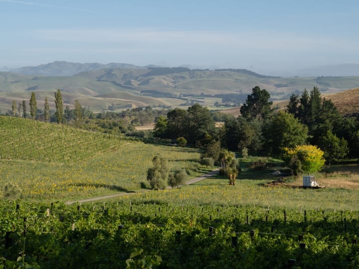 Rolling vineyard and hill landscape in summer light