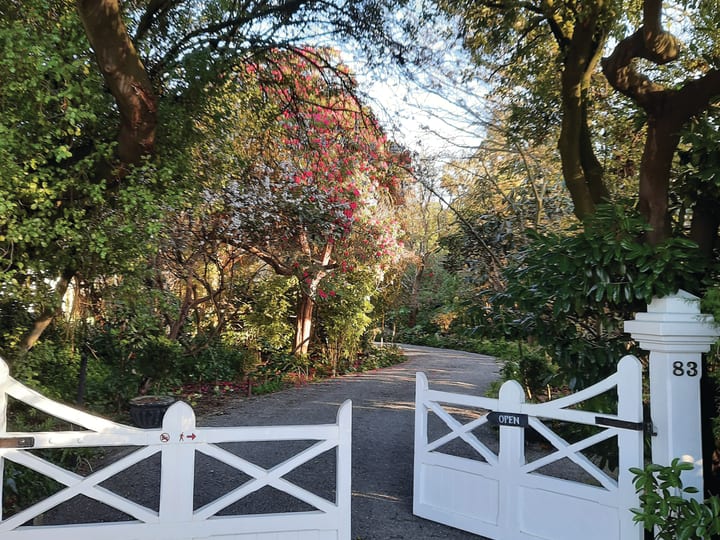 White timber gates opening to a tree-lined driveway with flowering shrubs and foliage