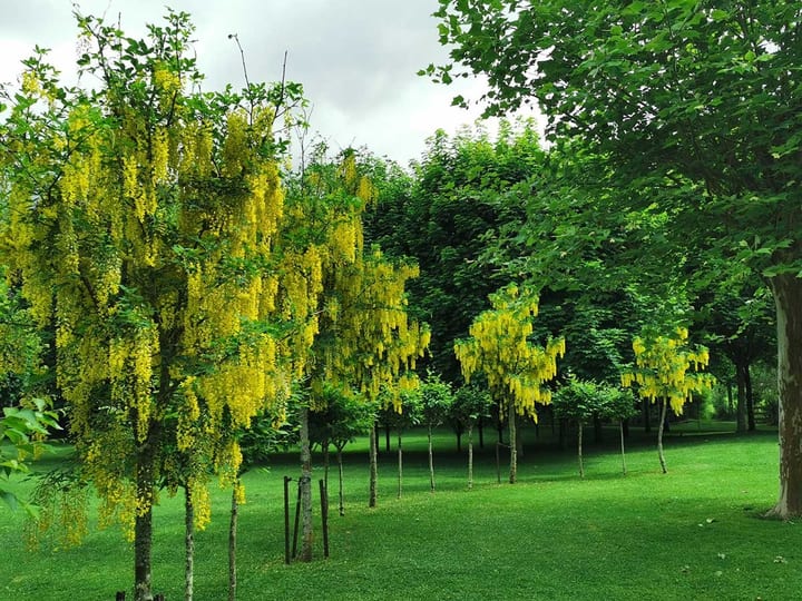 Row of trees with yellow hanging flowers along a lawn