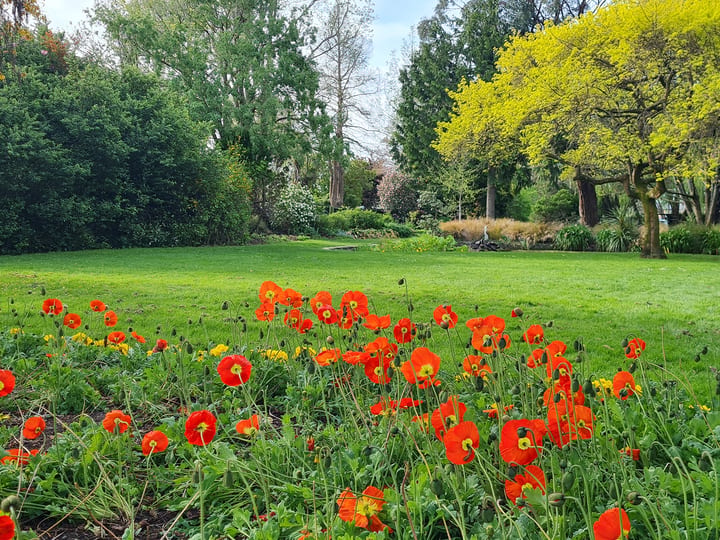 Garden lawn bordered by flowering beds and mature trees in spring colour