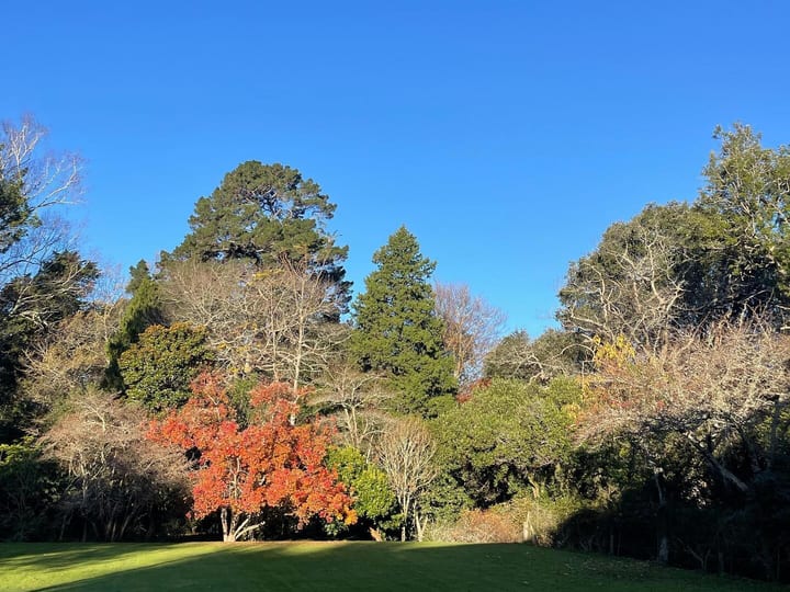 Lawn and trees in autumn colours under clear blue sky