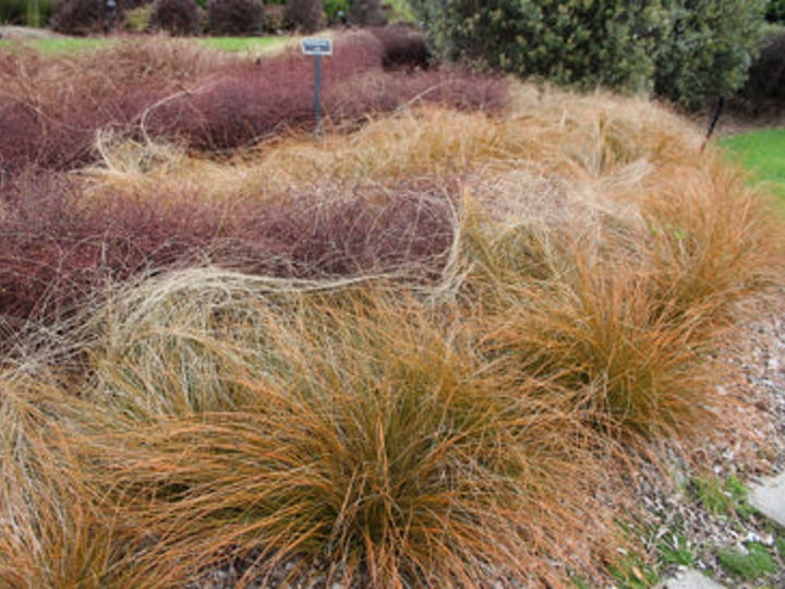 Close-up of ornamental grasses in garden bed