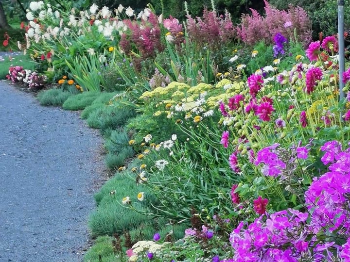 Mixed coloured flowering garden border beside a gravel path