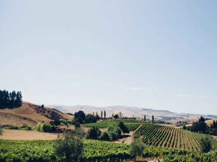 Vineyard rows with hills and farmland landscape in the distance