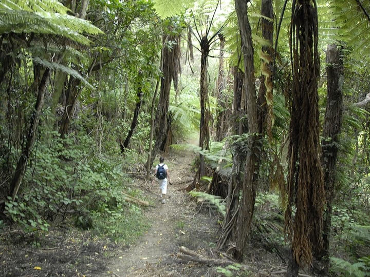 Person walking along a bush track through tall native forest