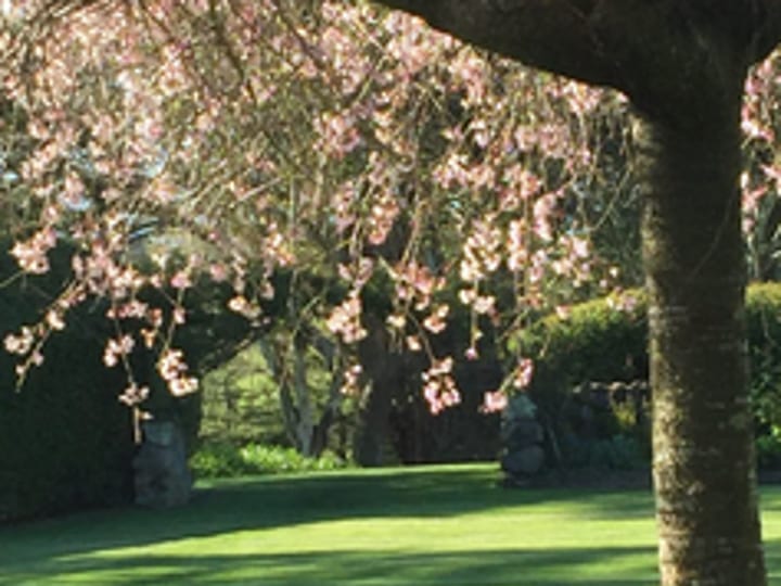 Flowering tree and lawn garden area in sunshine