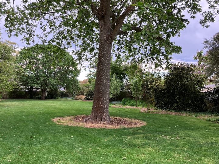 Open park lawn with a mature tree and surrounding gardens