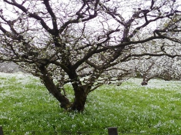 Orchard with blossom-covered trees and grass below in spring