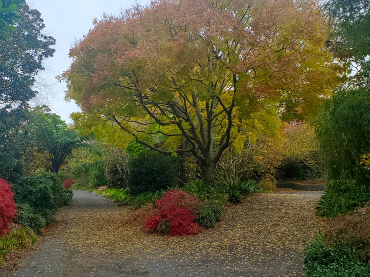 Garden path with autumn-coloured trees and shrubs