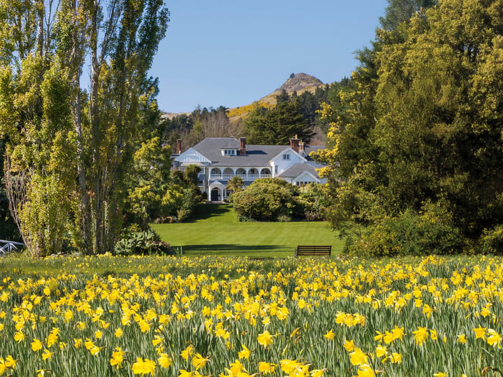 White Victorian homestead set behind a broad field of yellow daffodils with trees and a hill backdrop