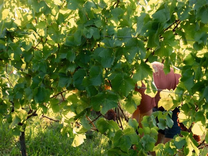 Person harvesting grapes in a vineyard row