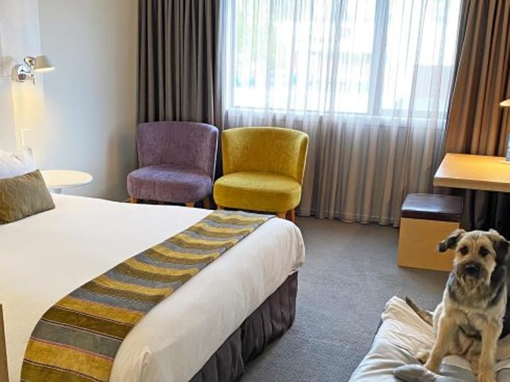 Hotel room with double bed, armchairs and a dog on a pet bed
