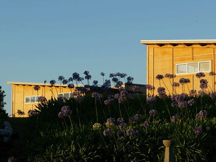Timber-clad cabin buildings in golden light with an agapanthus garden in the foreground