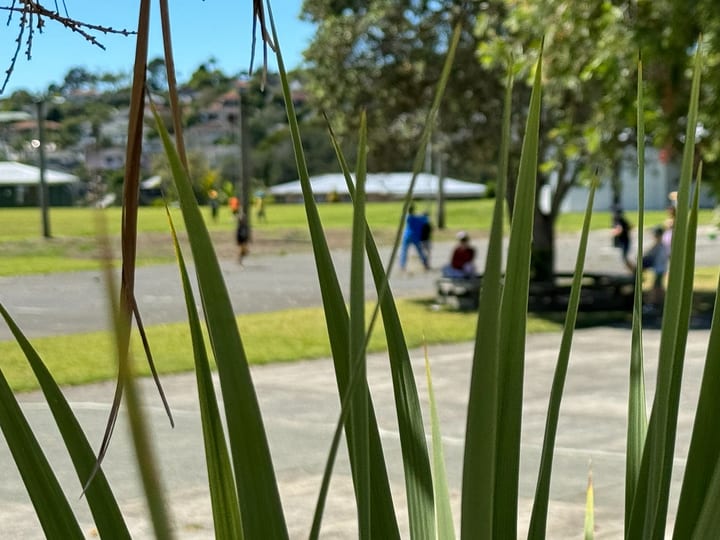 School grounds viewed through foliage with people gathered in background