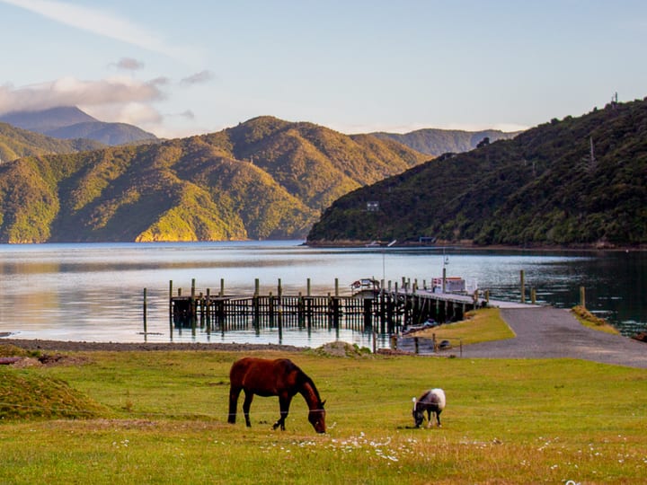 Calm bay view with horses grazing on lawn, jetty and hill backdrop
